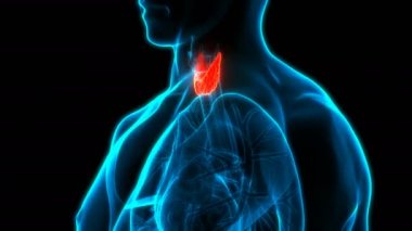 Thyroid Bezi Anatomisi 'nin 3 Boyutlu İnsan Bezi Kavramı