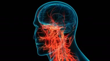 İnsan Sinir Sistemi Beyin Anatomisi Merkezi Organı 'nın 3 boyutlu Animasyon Kavramı