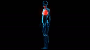 İnsan Solunum Sistemi Anatomisi 3 Boyutlu Animasyon Kavramı
