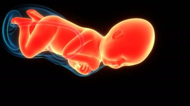 3 Boyutlu Animasyon Çalışma ve Vajinal Doğum Anatomisi