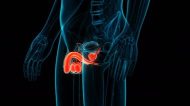 3B Erkek Üreme Sistemi Anatomisi Animasyonu 