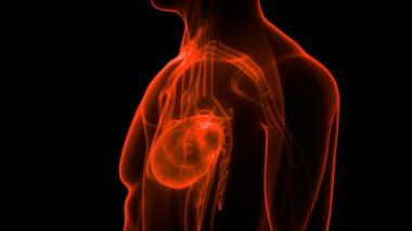 İnsan Dolaşım Sistemi Kalp Atışı Anatomisi 3 boyutlu Animasyon Kavramı