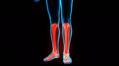İnsan İskelet Sistemi Kaval ve Fibula Kemik Eklemleri Anatomisi 3 Boyutlu Animasyon Kavramı