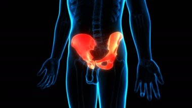 İnsan İskelet Sistemi Kalça Eklemleri Anatomisi 3 Boyutlu Animasyon Kavramı