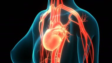 İnsan Dolaşım Sistemi Kalp Anatomisi 3 boyutlu Animasyon Kavramı