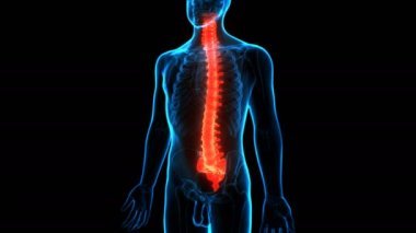 İnsan İskelet Sistemi Anatomisinin 3 Boyutlu Omurga Animasyon Kavramı