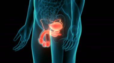 3B Erkek Üreme Sistemi Anatomisi Animasyonu