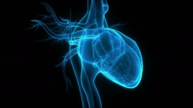 İnsan Dolaşım Sistemi Kalp Atışı Anatomisi 3 boyutlu Animasyon Kavramı