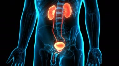 İnsan İdrar Sistemi Böbrekleri Anatomisi 3 Boyutlu Animasyon Kavramı