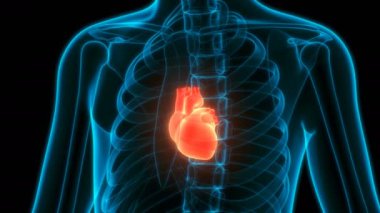 İnsan Dolaşım Sistemi Kalp Anatomisi 3 boyutlu Animasyon Kavramı