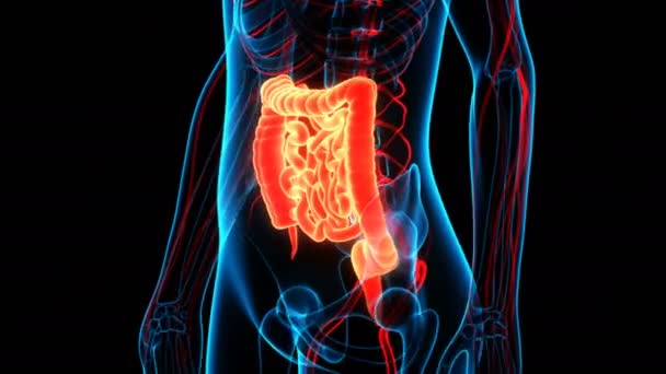 Animation Concept Human Digestive System Large Small Intestine Anatomy — Stock Video