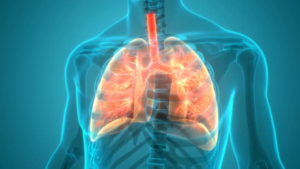 Concepto Animación Del Sistema Respiratorio Humano Pulmones Anatomía — Vídeo de stock