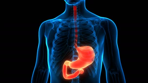 Concepto Animación Órganos Internos Humanos Sistema Digestivo Anatomía Estomacal — Vídeos de Stock