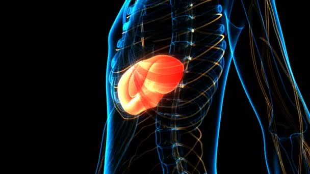 Conceito Animação Anatomia Fígado Órgãos Digestivos Internos Humanos — Vídeo de Stock