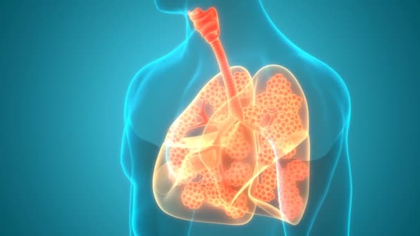 Animatie Concept Van Human Respiratory System Longen Met Alveoli Anatomie — Stockvideo