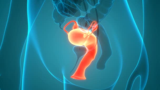 女性の生殖システム解剖学の3Dアニメーション概念 — ストック動画