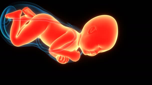 劳动与阴道分娩的3D动画概念解剖 — 图库视频影像