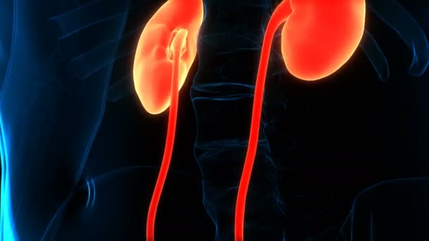 Konsep Animasi Dari Sistem Uriner Manusia Kidneys Bladder Anatomi — Stok Video