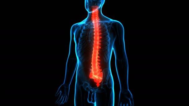 Animation Concept Spinal Cord Vertebral Column Human Skeleton System Anatomy — стокове відео