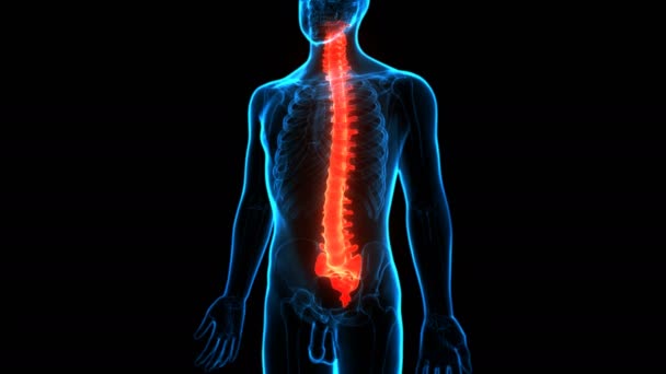 Conceito Animação Coluna Vertebral Coluna Vertebral Anatomia Sistema Esqueleto Humano — Vídeo de Stock