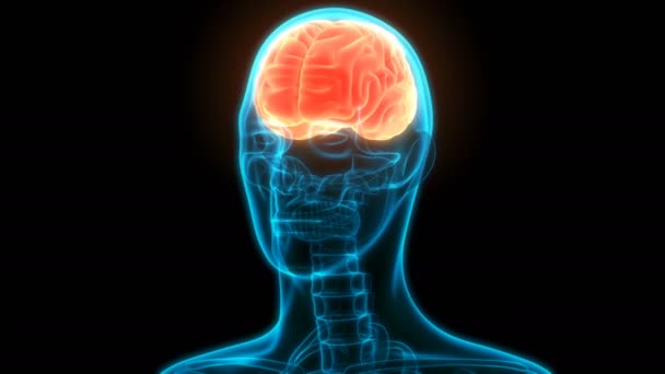 ヒト神経系中心器官の3Dアニメーション概念 脳解剖学 — ストック動画