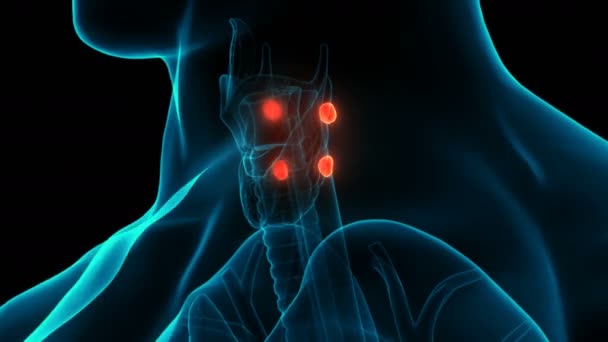 Concept Animation Des Glandes Corps Humain Anatomie Des Glandes Parathyroïdes — Video