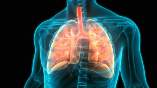 Concept Animation Anatomie Pulmonaire Système Respiratoire Humain — Video