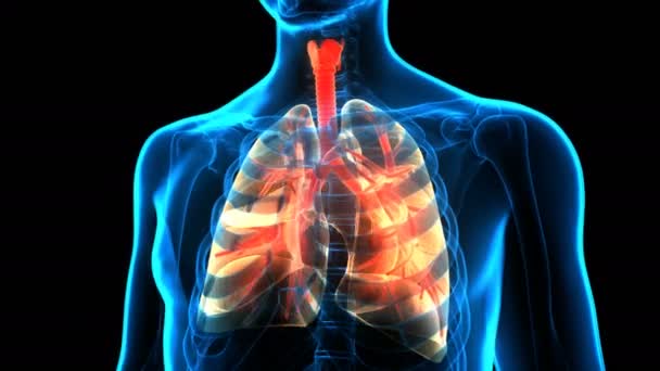 人間の呼吸器系の三次元アニメーションの概念 肺解剖学 — ストック動画