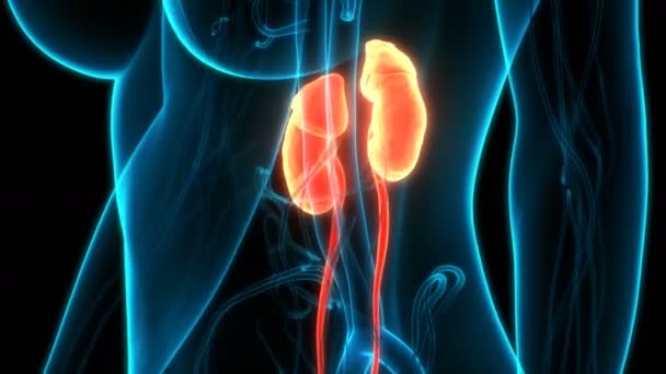 Animation Concept Human Urinary System Kidneys Anatomy — стокове відео
