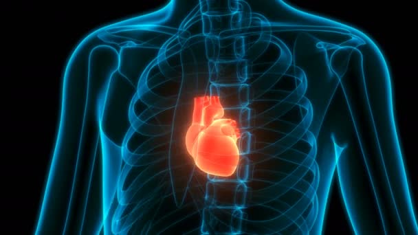 Animace Koncepce Anatomie Srdce Lidského Oběhového Systému — Stock video