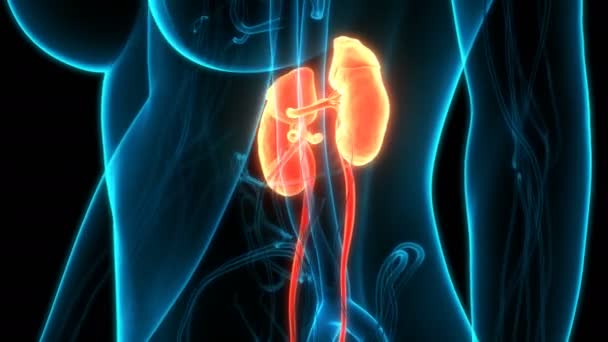 Animation Concept Human Urinary System Kidneys Anatomy — стокове відео