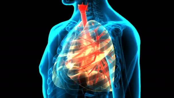 Concepto Animación Del Sistema Respiratorio Humano Pulmones Anatomía — Vídeo de stock