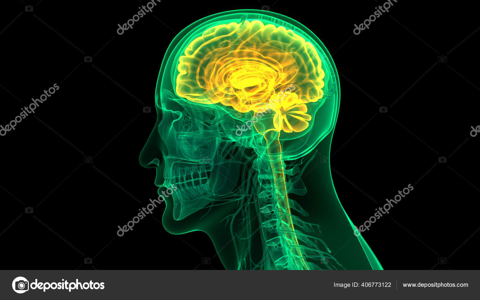Animation Concept Central Organ Human Nervous System Brain Anatomy Stock Photo by ©magicmine 406773122 Animation Concept Central Organ Human Nervous System Brain Anatomy Stock Photo by ©magicmine 406773122
