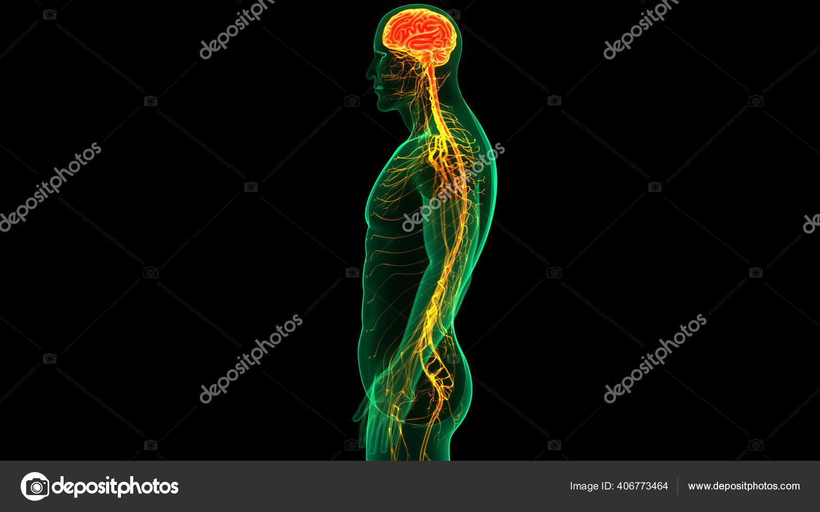 Animation Concept Central Organ Human Nervous System Brain Anatomy Stock  Photo by ©magicmine 406773464