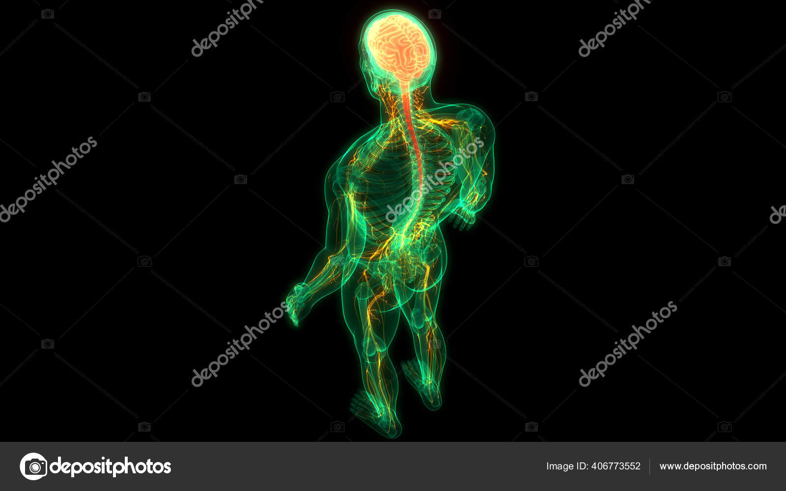 Animation Concept Central Organ Human Nervous System Brain Anatomy Stock  Photo by ©magicmine 406773552