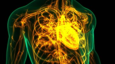 İnsan Dolaşım Sistemi Kalp Anatomisi. Üç Boyut