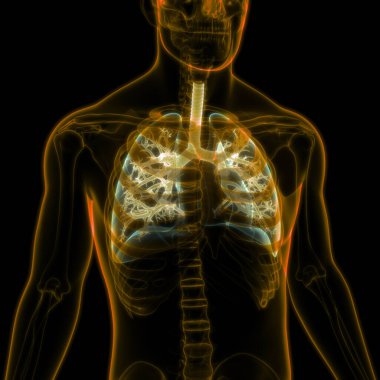 İnsan Solunum Sistemi Anatomisi 3 Boyutlu Animasyon Kavramı