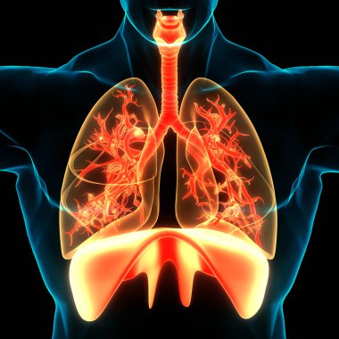 İnsan Solunum Sistemi Anatomisi 'nin 3 boyutlu kavramı