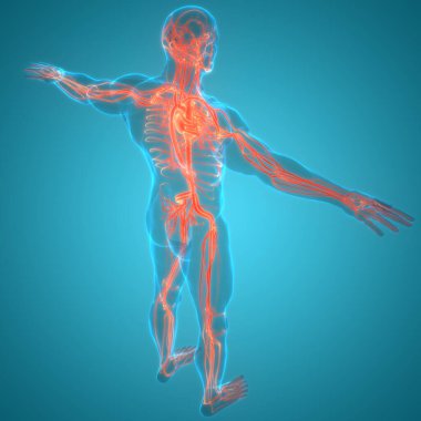 İnsan Dolaşım Sistemi Kalp Anatomisi. Üç Boyut