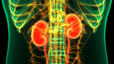 İnsan İdrar Sistemi Böbrekleri Anatomisi. Üç Boyut