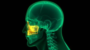 İnsan iskelet sistemi kafatası eklemi Maxilla anatomisi. Üç Boyut