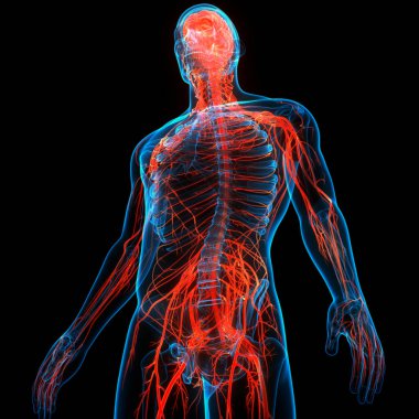 İnsan Sinir Sistemi Beyin Anatomisi Merkezi Organı. Üç Boyut