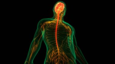 İnsan Sinir Sistemi Beyin Anatomisi Merkezi Organı 'nın 3 boyutlu Animasyon Kavramı