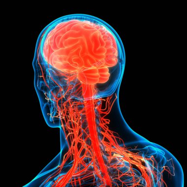 İnsan Sinir Sistemi Beyin Anatomisi Merkezi Organı 'nın 3 boyutlu Animasyon Kavramı