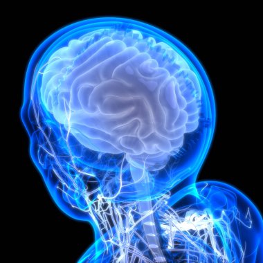 İnsan Sinir Sistemi Beyin Anatomisi Merkezi Organı. Üç Boyut