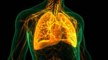 İnsan Solunum Sistemi Anatomisi 3 Boyutlu Animasyon Kavramı