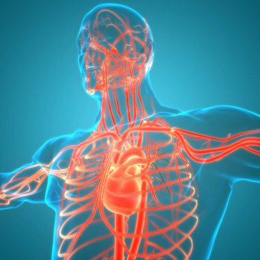 İnsan Dolaşım Sistemi Kalp Anatomisi. Üç Boyut