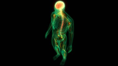 İnsan Sinir Sistemi Beyin Anatomisi Merkezi Organı 'nın 3 boyutlu Animasyon Kavramı