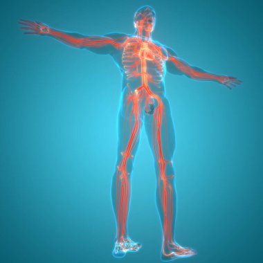 İnsan Dolaşım Sistemi Kalp Anatomisi. Üç Boyut