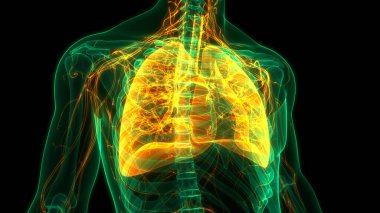 İnsan Solunum Sistemi Anatomisi 3 Boyutlu Animasyon Kavramı